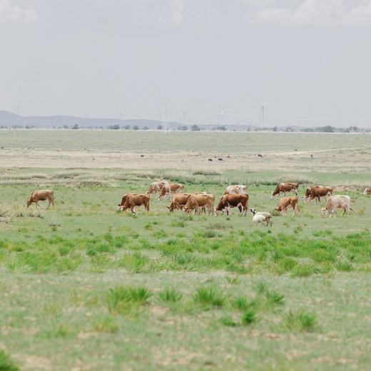 内蒙古草原有机牛肉片 商品图12