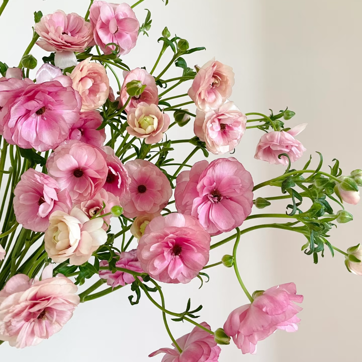 蝴蝶洋牡丹丨粉色丨6-10支