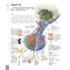DK人体大百科：关于人体解剖结构、功能和疾病的图解指南（原书第3版） 商品缩略图3