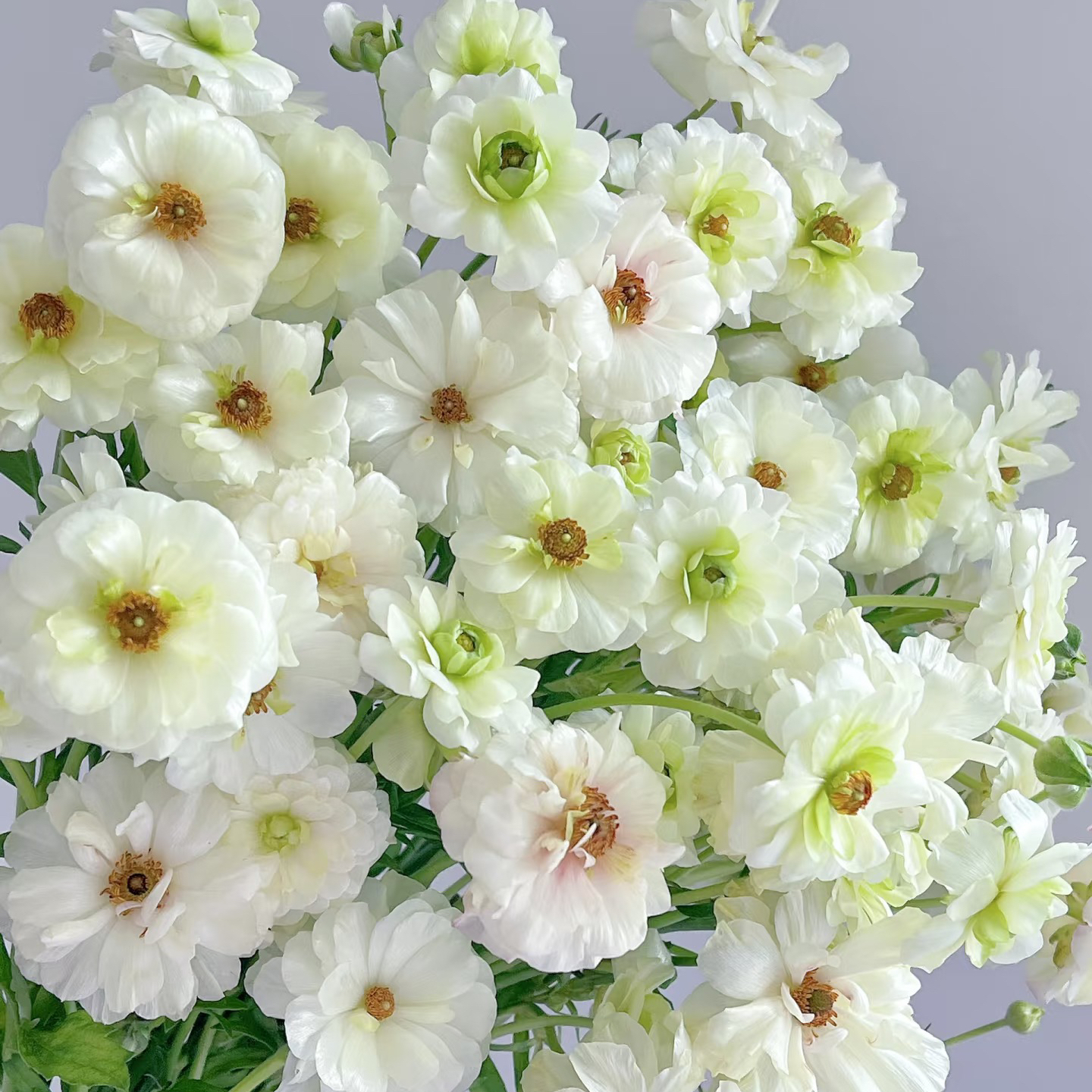 蝴蝶洋牡丹丨香槟丨6-10支