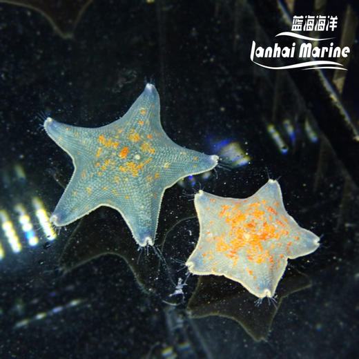 海燕海星 商品图1