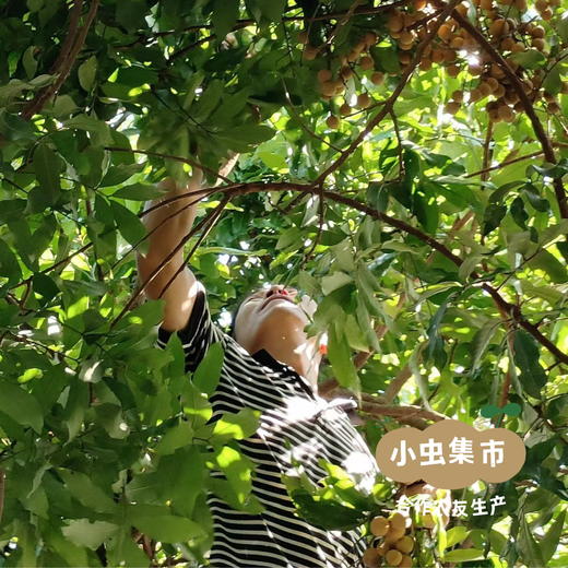 福建生态桂圆/龙眼肉 250g/罐 | 合作农友生产，产自福建漳州，生产者：戴胜利 &【公平贸易农人定价】 商品图9