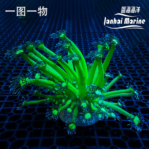 人工双色绿单包 商品图7