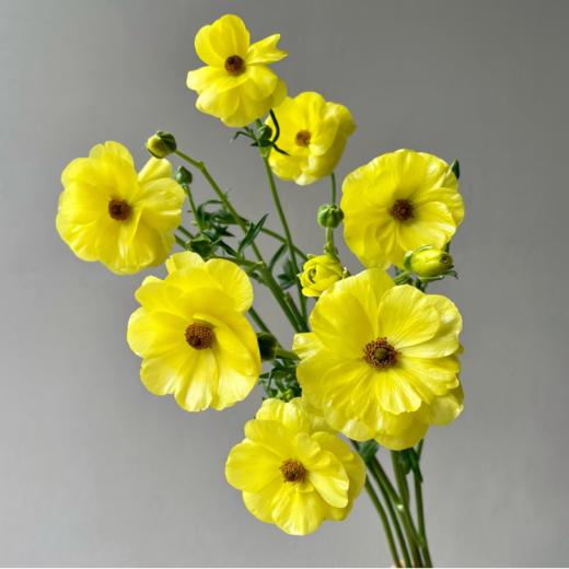 蝴蝶洋牡丹丨柠檬黄丨6-10支 商品图2