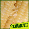 黑龙江 真空白糯玉米（260g/穗）10穗/箱  【木兰优选】 商品缩略图3
