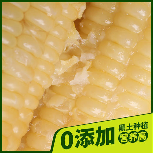 黑龙江 真空白糯玉米（260g/穗）10穗/箱  【木兰优选】 商品图3