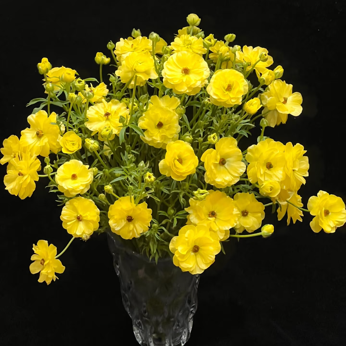 蝴蝶洋牡丹丨柠檬黄丨6-10支