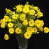 蝴蝶洋牡丹丨柠檬黄丨6-10支 商品缩略图0