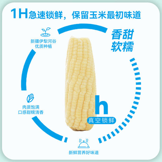 【白糯】天畔新疆白糯玉米 甜糯玉米 绿色食品认证 商品图2