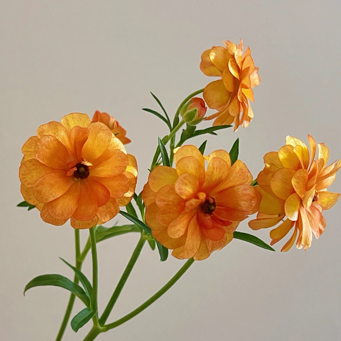 蝴蝶洋牡丹丨橙黄丨 6-10支