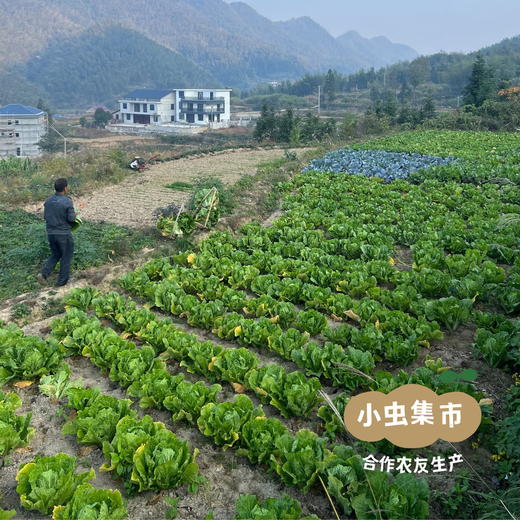 【菜品更新】露天生态蔬菜自选包 5斤（可选1-4种菜）| 合作农友生产，来自湖南邵阳，生产者：廖敦祥 *【公平贸易农人定价】 商品图7