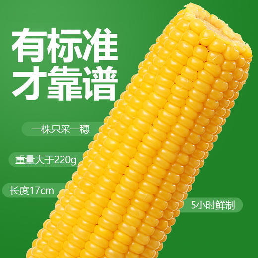 黑龙江 真空黄糯玉米（260g/穗）10穗/箱  【木兰优选】 商品图7