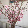 【桃花朵朵开 幸福处处来】桃花枝遇水开花书房水培干枝花卉带花苞客厅桃树枝条鲜枝水养 商品缩略图3