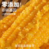 黑龙江 真空黄糯玉米（260g/穗）10穗/箱  【木兰优选】 商品缩略图1