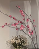 【桃花朵朵开 幸福处处来】桃花枝遇水开花书房水培干枝花卉带花苞客厅桃树枝条鲜枝水养 商品缩略图2
