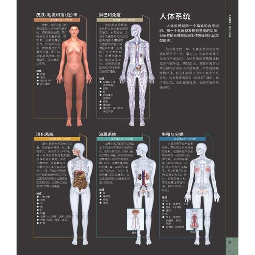 DK人体大百科：关于人体解剖结构、功能和疾病的图解指南（原书第3版） 商品图4