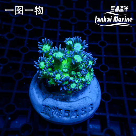 人工双色绿单包 商品图4