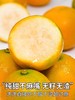 广西南宁 滑皮金桔 新鲜当季水果 基地直发 商品缩略图1