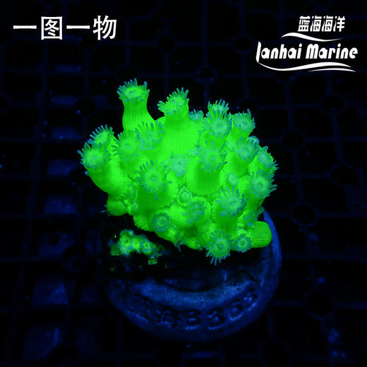 人工双色绿单包 商品图9