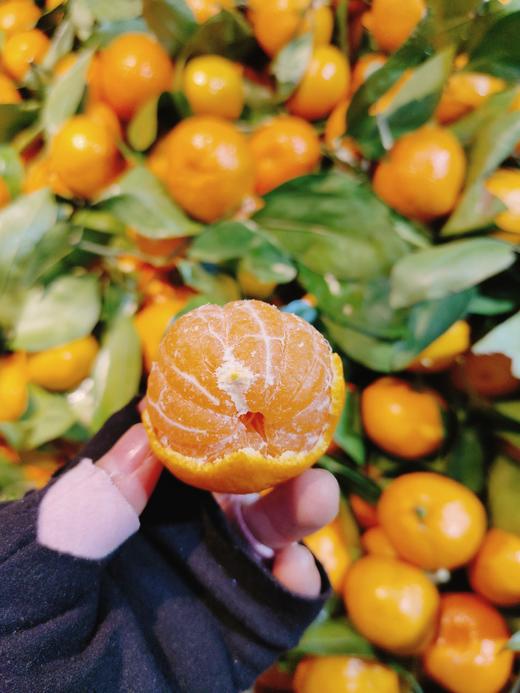 大众叶桔三斤 商品图1