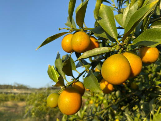 广西南宁 滑皮金桔 新鲜当季水果 基地直发 商品图2