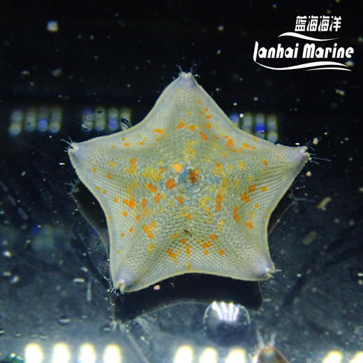海燕海星 商品图3