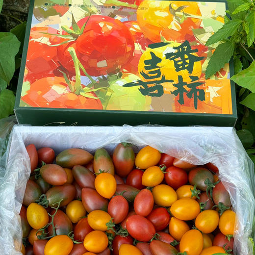 【分仓直发包邮】多彩小番茄3斤天地盖礼盒（随机3-5种小番茄混装） 商品图6