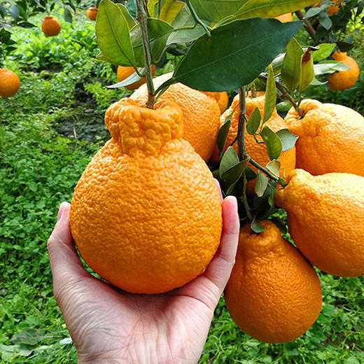 【分仓直发包邮】丑橘不知火5斤大果 商品图1