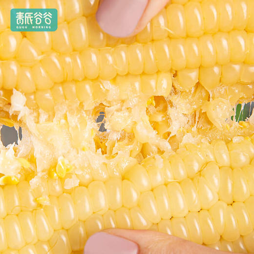 天畔×青辰谷谷 新疆甜糯玉米 绿色食品认证 非转基因 商品图7