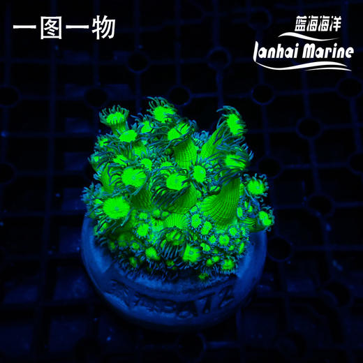 人工双色绿单包 商品图8