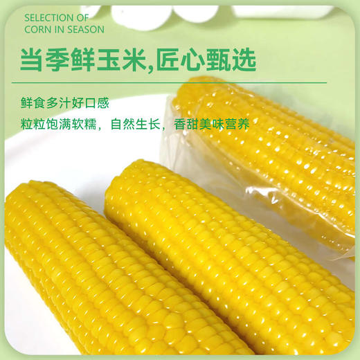 【黄糯】天畔新疆黄糯玉米 甜糯玉米 绿色食品认证 商品图4