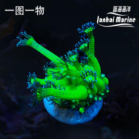 人工双色绿单包