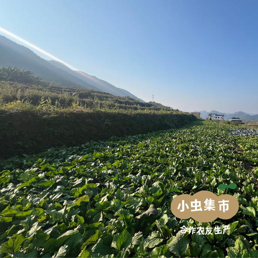 【菜品更新】露天生态蔬菜自选包 5斤（可选1-4种菜）| 合作农友生产，来自湖南邵阳，生产者：廖敦祥 *【公平贸易农人定价】 商品图8