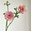 蝴蝶洋牡丹丨粉色丨6-10支 商品缩略图2