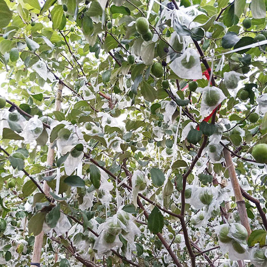 【分仓直发包邮】福建大青枣3斤 商品图3