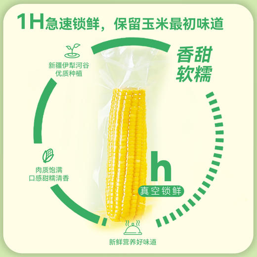 【黄糯】天畔新疆黄糯玉米 甜糯玉米 绿色食品认证 商品图2
