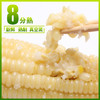 黑龙江 真空白糯玉米（260g/穗）10穗/箱  【木兰优选】 商品缩略图6