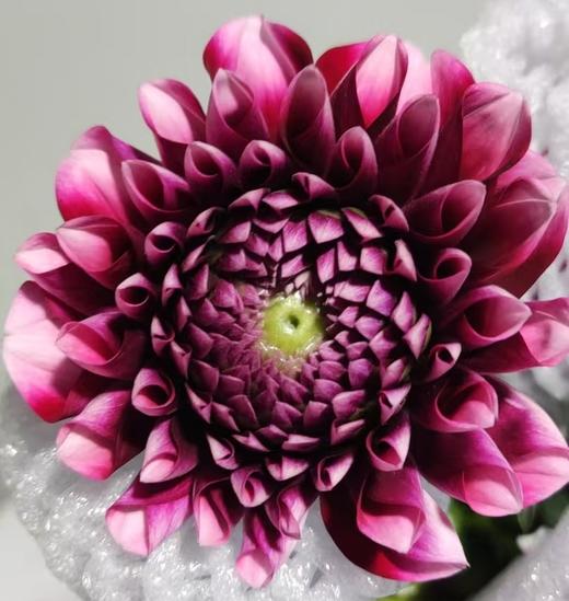 配花 | 大丽花罗美丽亚 商品图0