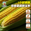 黑龙江肇州糯玉米180g (10穗/袋)   【木兰优选】 商品缩略图4