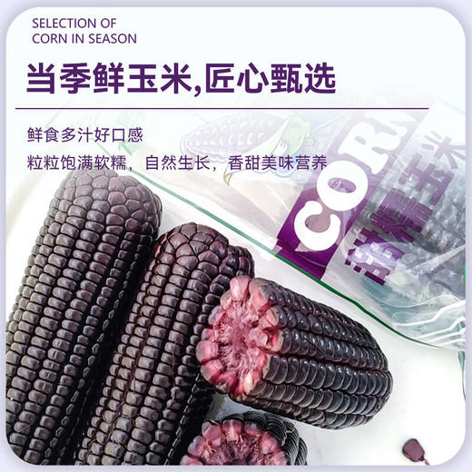 【黑糯】天畔新疆黑糯玉米 甜糯玉米 绿色食品认证 商品图4