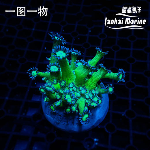 人工双色绿单包 商品图5