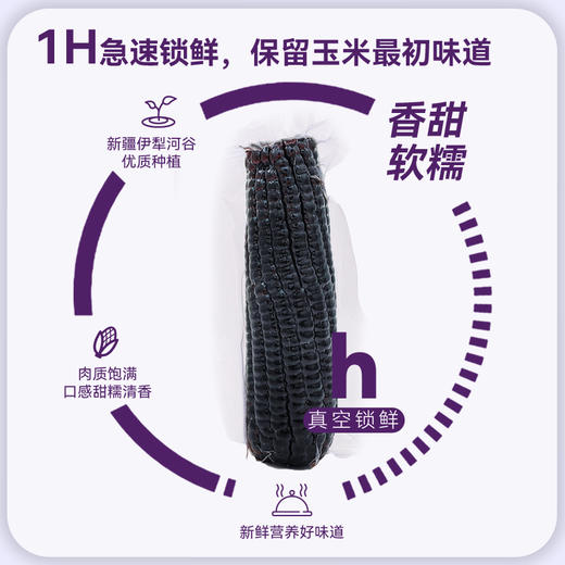 【黑糯】天畔新疆黑糯玉米 甜糯玉米 绿色食品认证 商品图2