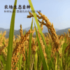 【谦益】香畴 自然农法房县黄酒 红曲酒 | 多规格  纯粮酿造 头道原浆  100ml/500ml 商品缩略图10