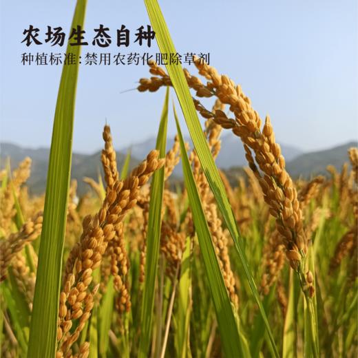 【谦益】香畴 自然农法房县黄酒 红曲酒 | 多规格  纯粮酿造 头道原浆  100ml/500ml 商品图10