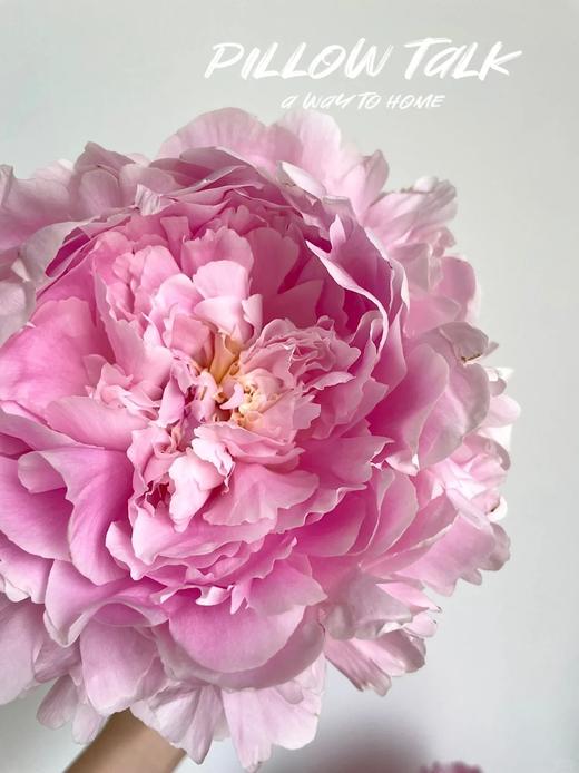 新西兰进口枕边语芍药花5支 商品图2