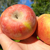 『新疆阿克苏苹果』脆甜爽口 浓郁果香 商品缩略图0