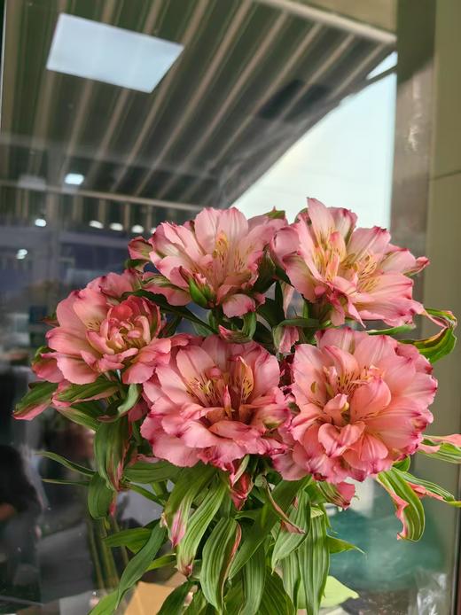 肯尼亚fashionista pink时尚粉重瓣单头六出水仙百合5支 商品图5