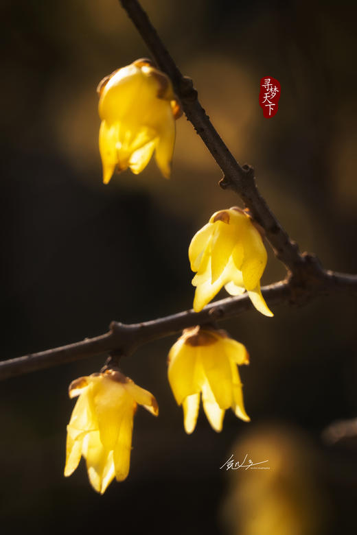 02.25确定出发【江南探梅】“梅”丽相约摄影6天采风团 商品图12