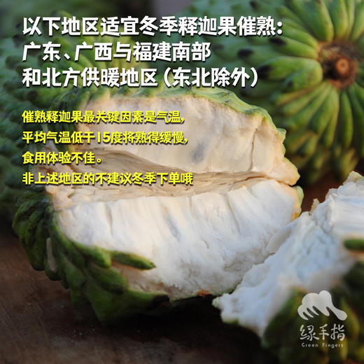 生态释迦果（限时优惠，福建，圆通）| 合作生产 * Eco- custard apple | Partner Production 商品图1