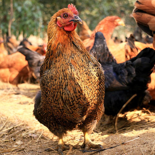 【宜昌助农馆】松滋鸡 火锅鸡 农家散养土鸡火锅食材 方便速食熟食鸡肉加热即食 商品图3